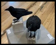 ravens